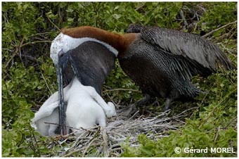 morel-gerard-galapagos