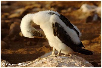 morel-gerard-galapagos