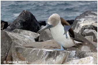 morel-gerard-galapagos