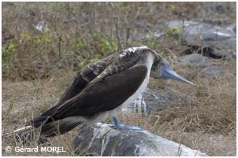 morel-gerard-galapagos