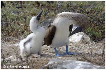 morel-gerard-galapagos