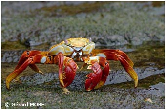 morel-gerard-galapagos