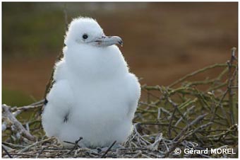 morel-gerard-galapagos