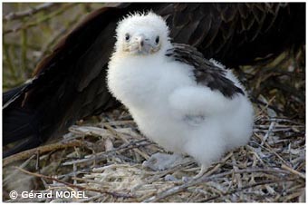 morel-gerard-galapagos