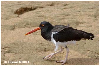 morel-gerard-galapagos