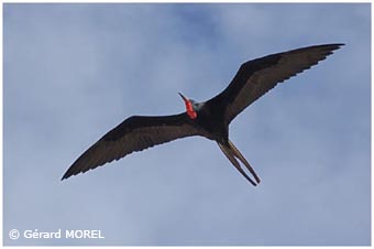 morel-gerard-galapagos