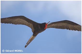 morel-gerard-galapagos