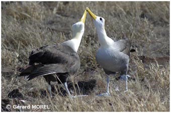 morel-gerard-galapagos
