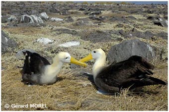 morel-gerard-galapagos