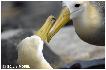 morel-gerard-galapagos