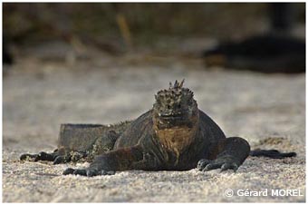 morel-gerard-galapagos