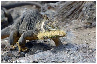 morel-gerard-galapagos