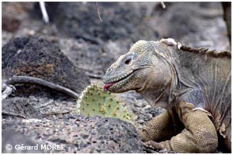 morel-gerard-galapagos