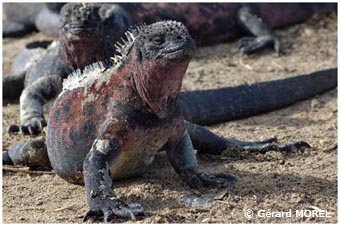 morel-gerard-galapagos