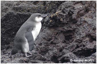 morel-gerard-galapagos