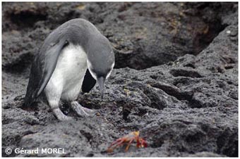 morel-gerard-galapagos