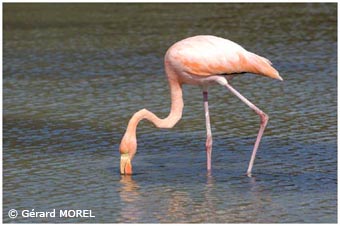 morel-gerard-galapagos