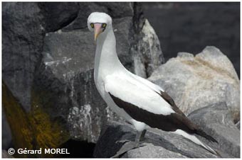 morel-gerard-galapagos
